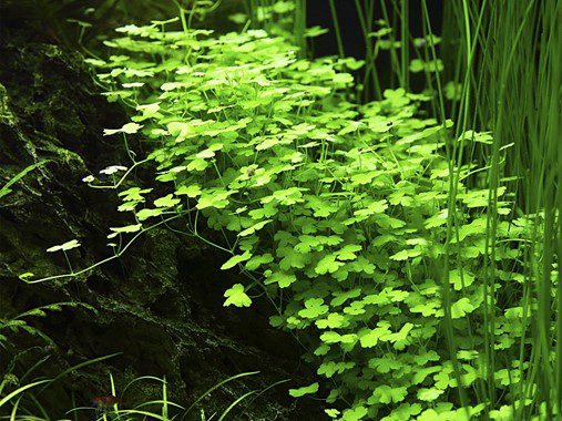Additional Varieties : Acorus grameus aures (Golden Tap rush) ✦Diﬃculty Beginner ✦Substrate Plain washed Gravel ✦Lighting Not critical ✦pH value 6.8 - 7.2 ✦Water Hardness 10-15ºdH ✦Temperature 18-24ºC ✦Hight Up to 30cm ✦Suggested position Mid / Back ground✦Diﬃculty Beginner ✦Substrate Plain washed Gravel ✦Lighting Not critical ✦pH value 6.8 - 7.2 ✦Water Hardness 10-15ºdH ✦Temperature 18-24ºC ✦Hight Up to 30cm ✦Suggested position Mid / Back ground