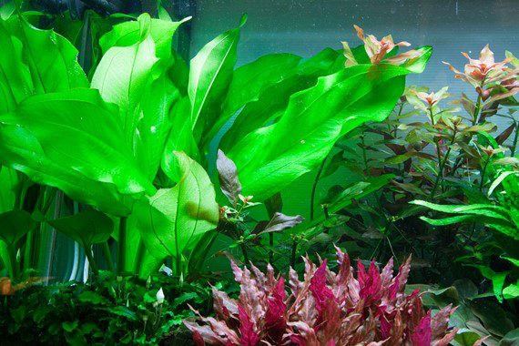 ANUBIAS BARTERI COIN LEAF Plantation Zone: Middleground Height: 15-30 cm