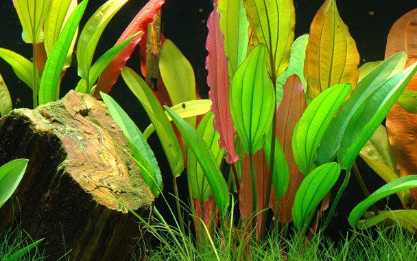 ANUBIAS COFFEFOLIA Plantation Zone: Middleground Height: 10-25 cm