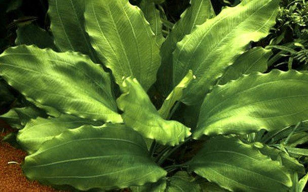 ANUBIAS CRISPUS Plantation Zone: Middleground Height: 20-40 cm