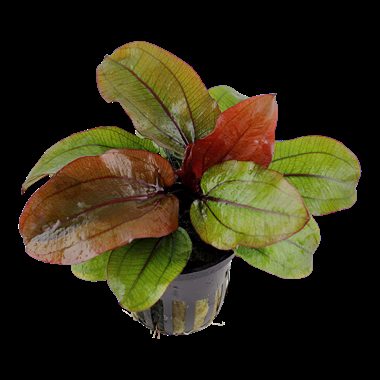 ANUBIAS GRACILIS Plantation Zone: Background Height: 10-50 cm