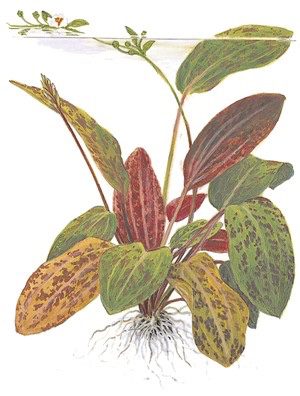 ANUBIAS HASTIFOLIA Plantation Zone: Background Height: 30-50 cm