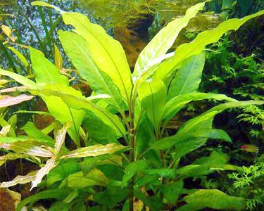 ANUBIAS NANA BONSAI Plantation Zone: Foreground Height: 1-5 cm