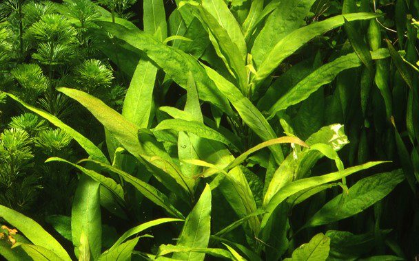 ANUBIAS SPECIES Plantation Zone: Middleground Height: 15-20 cm