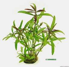 Aponogeton crispus