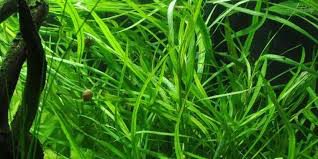 BEST: The Walstad Method