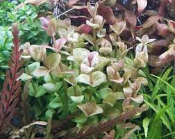 BETTER: Commercial Planted Aquarium Mix