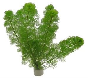 Blyxa aubertii