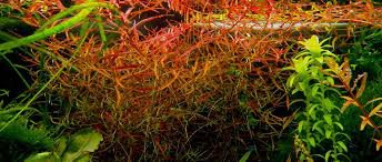 Bolbitis Quoyana