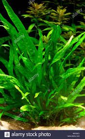 Grow Thriving Aquatic Plants