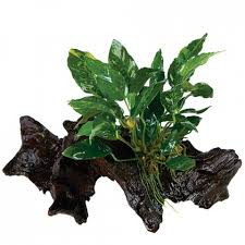 Ludwigia cuba
