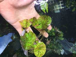 Ludwigia white