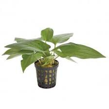 Pogostemon erectus