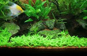 Rotala macrandra
