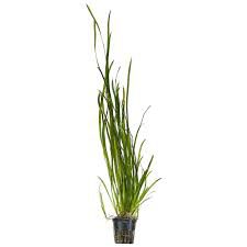 Rotala wallchici