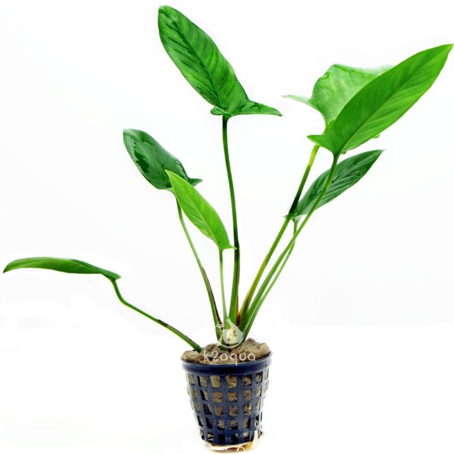 Table top left lists correct growing conditions