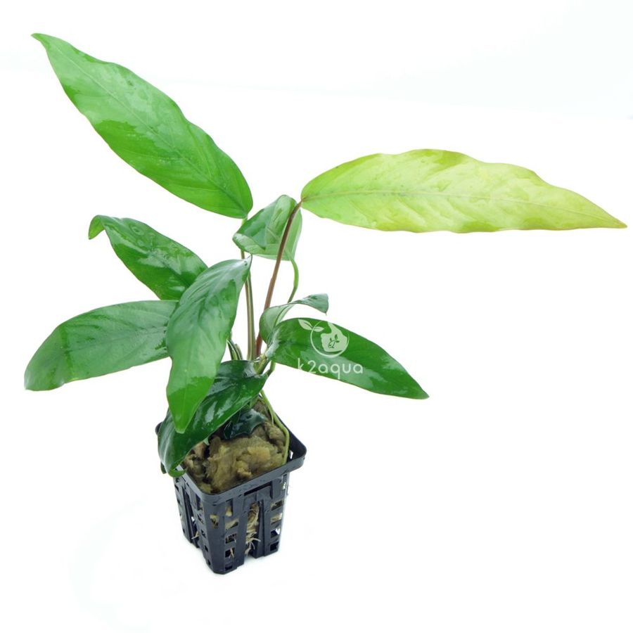 Visible Light vs Plant Response